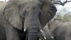 Атлас Мира: Клавиши из слоновой кости