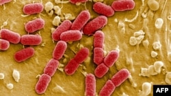 E. coli - bağırsaq çöpü mikroskop altında