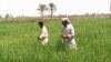 مزارع الرز في الديوانية(من الارشيف)