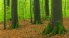 «Лісова злочинність». Протидію нелегальній вирубці лісів в Україні обговорили за участю «Інтерполу»