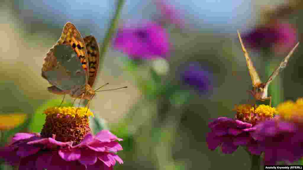 Бабочка в цветнике возле малореченской набережной