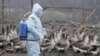 New Cases Of Bird Flu In Romania