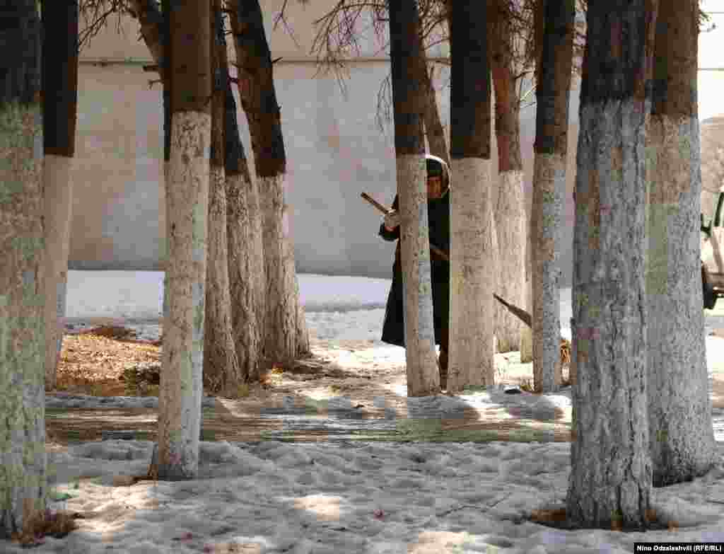 A street cleaner sweeps between trees in the central Georgian town of&nbsp;Akhalkalaki. Tree trunks in Georgia are often painted white to stop &quot;sunscald&quot; caused by trees being warmed by the sun, then frozen overnight.&nbsp;