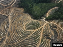 O pădure indoneziană defrișată pentru a face loc unei plantații de palmier de ulei.