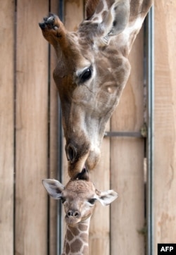 Маленький жираф и его мама в Дортмундском зоопарке (Германия)