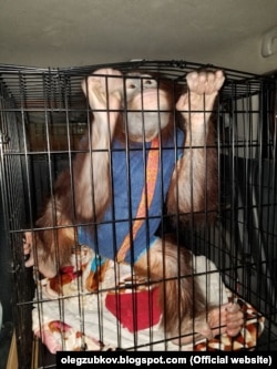 Орангутан Дана в 2018 році