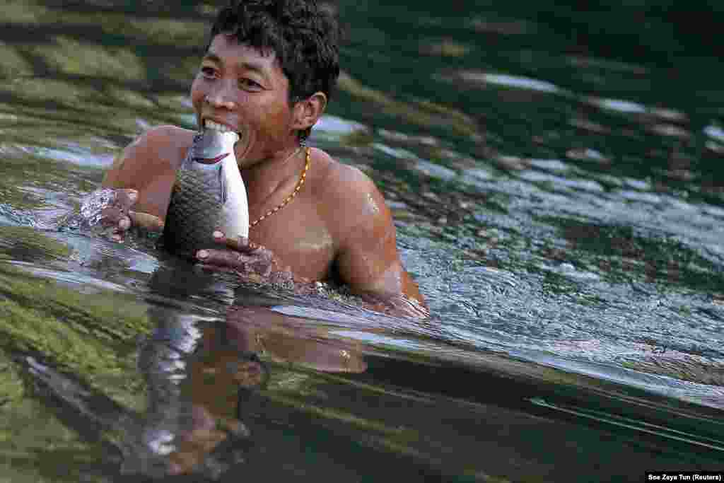 یک مردقبیله نشین در میانمار در حال شکار ماهی در رودخانه و به دندان کشیدن آن.