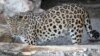 The Amur leopard is one the rarest big cats in the world. (file photo)