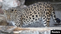 The Amur leopard is one the rarest big cats in the world. (file photo)