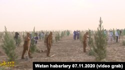 В 2020 году правительство Туркменистана объявило планы по высадке в стране в течение года 25 миллионов саженцев. 