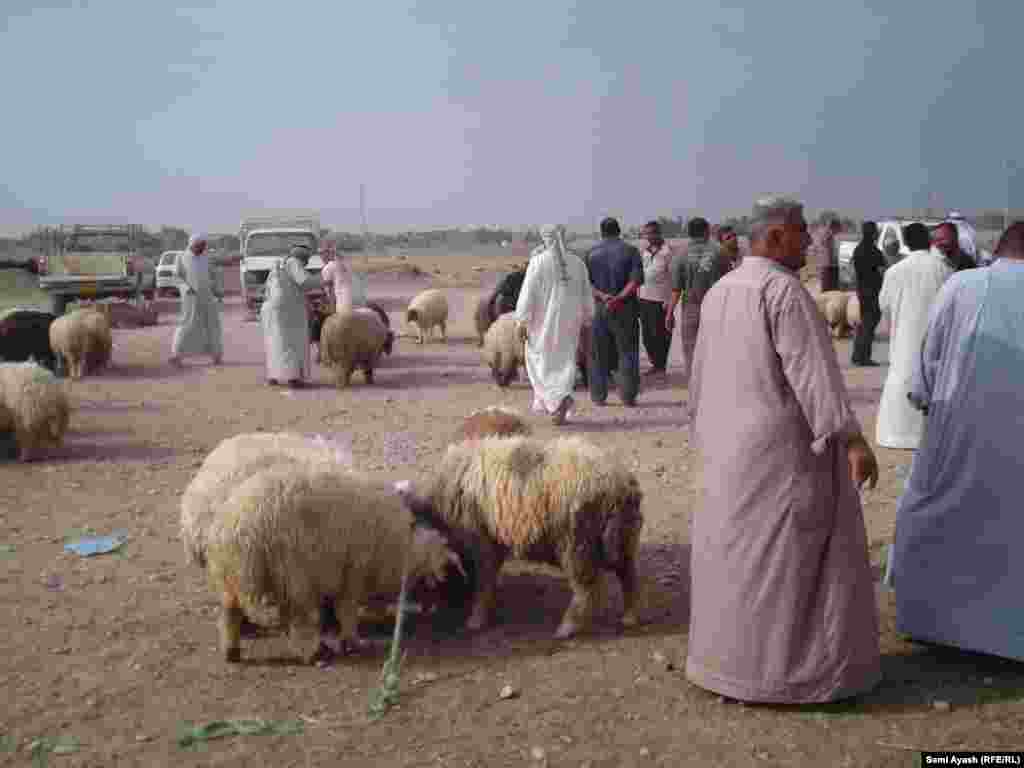 People at a market in Diyala, Iraq, look to buy sacrificial animals for the Eid festival.&nbsp;