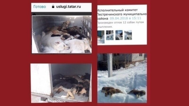 Зоозащитники просят Нафикова и Хохорина взять под личный контроль расследование убийств собак в Пестрецах