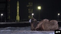 Верблюд у стартовой площадки на космодроме. Байконур, 15 февраля 2014 года.