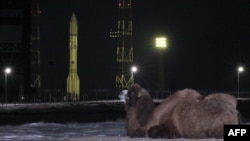 Верблюд рядом с российской ракетой со спутником Turksat-4A на старте космодрома Байконур. 15 февраля 2014 года.