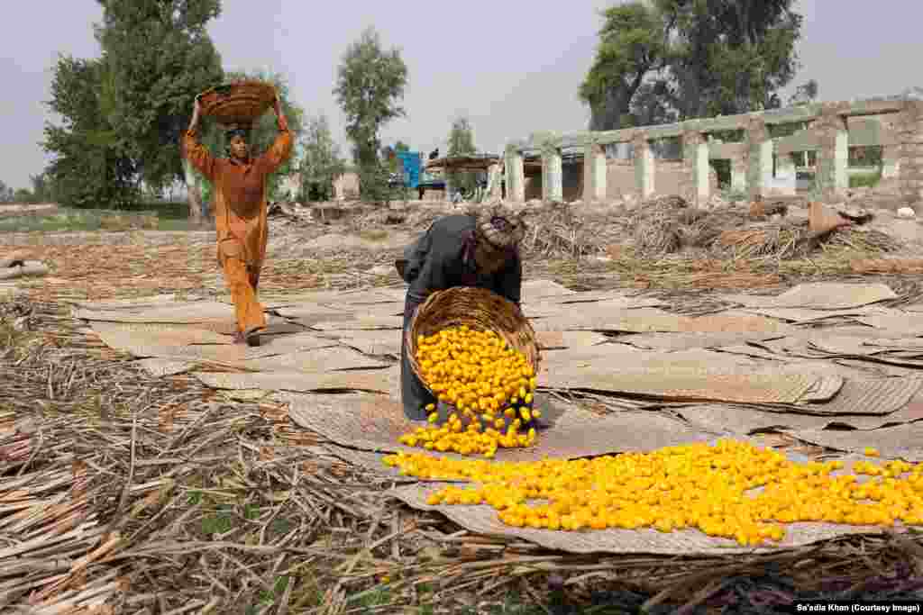 Dates are carried in baskets to be laid in the sun once they have been cooked. This process takes place in the warmest month of the summer, when it is least likely to rain.