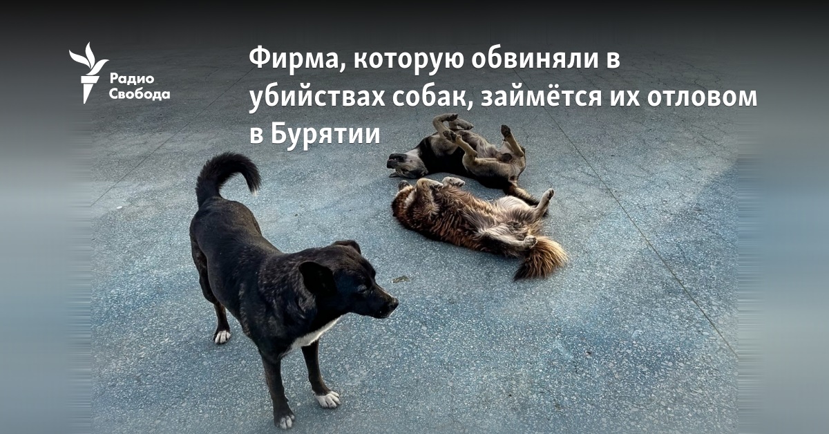 The company, which was accused of killing dogs, will deal with their capture in Buryatia