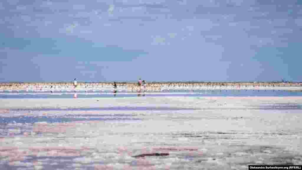 Туристы с целлофановыми пакетами, которые набирают соль, чтобы увезти с собой &ndash; это регулярное явление на розовом озере в любое время года