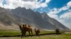 Ptukh, Wakhan Corridor. Bactrian camels tread pathways that Marco Polo reportedly walked on.