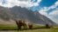 FILE: In Ptukh, Wakhan Corridor, Bactrian camels tread ancient pathways.