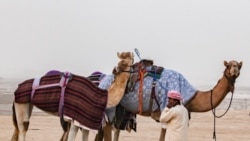 Камили во пустината во Саудиска Арабија