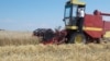 Жито се увезува од Србија, домашното недооткупено