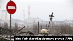 Urs polar lângă orașul industrial Norilsk
