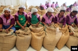 Kelet-timori nők tisztítják a kávészemeket egy helyi gyárban ezen a 2011-es felvételen
