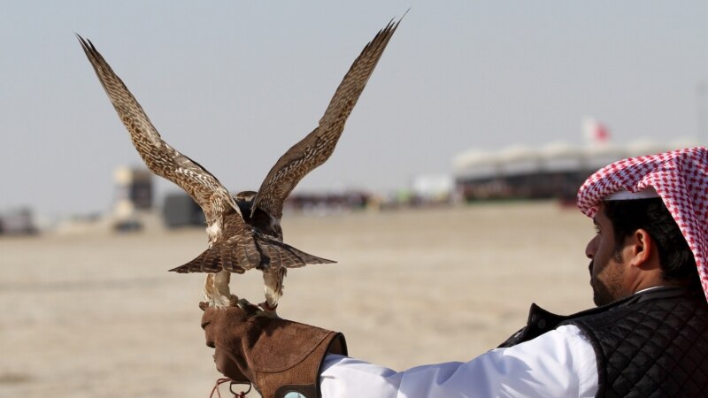 قاچاق هوبره ایرانی به کشورهای عربی، این پرنده نادر را به انقراض نزدیک کرده است