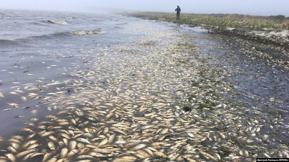 Причиной мора рыбы в Урале стало отравление хлором - МВД