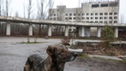 Пес позує на тлі центральної площі міста Прип'ять