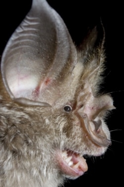 A horseshoe bat. The SARS coronavirus is believed to have originated from this bat species before jumping to civet cats, then a person: patient zero.