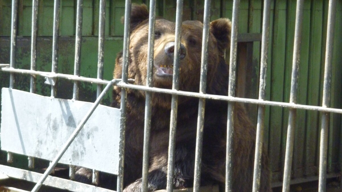 Дело медвежонка» может не дойти до суда