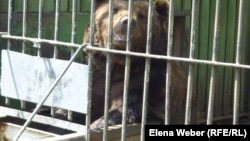 Медведь в карагандинском зоопарке. Иллюстративное фото.