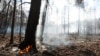 Новий осередок пожеж виник у Житомирській області