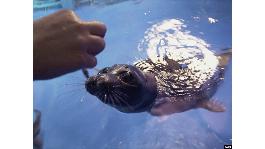 A Baikal seal, which is the only freshwater seal in the world, at the Limnological Research Institute in Irkutsk.