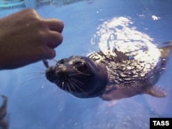A Baikal seal, which is the only freshwater seal in the world, at the Limnological Research Institute in Irkutsk.