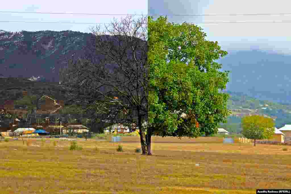 İsmayıllıda eyni anda həm yazı, həm də qışı yaşayan ağac. Fotonu Nurlan Baba-zadə 2012-ci ilin yaz və qış fəsillərində çəkib. 