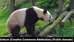 Гигантская панда. Иллюстративное фото