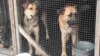 Зоозащитники Чебоксар просят полицию проверить приют для собак