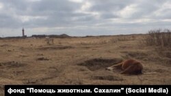 Мертвые лошади в Холмском районе Сахалинской области