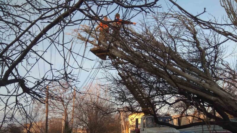 Поваленные ветром деревья оборвали электропровода в Симферополе (+фото)