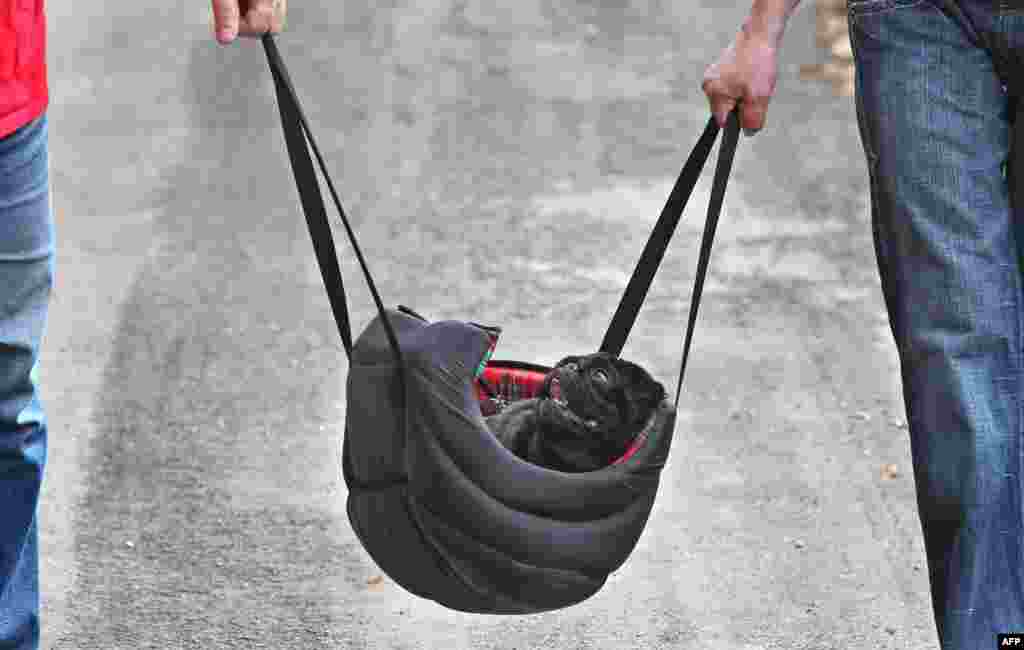 A pug is carried in a bag near Hohenschwangau in southern Germany. (AFP/Karl-Josef Hildenbrand)