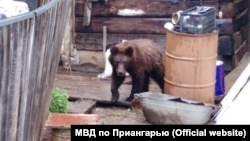 Медведь в деревне Замзор Иркутской области