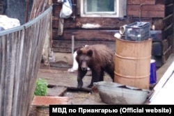 Ведмідь у селі Замзор Іркутської області Росії