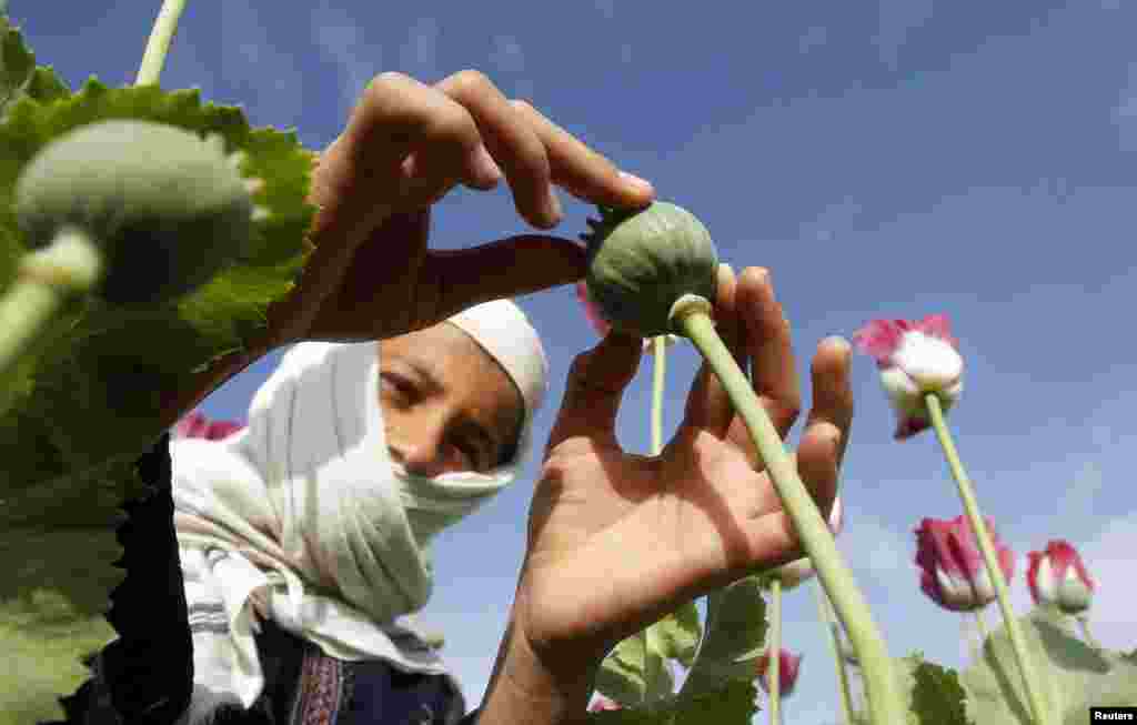 Афганістан, провінція Джалалабад &ndash; Робота на маковому полі &ndash; нерідко єдиний спосіб заробити на життя для багатьох афганців, 7 квітня 2013 року