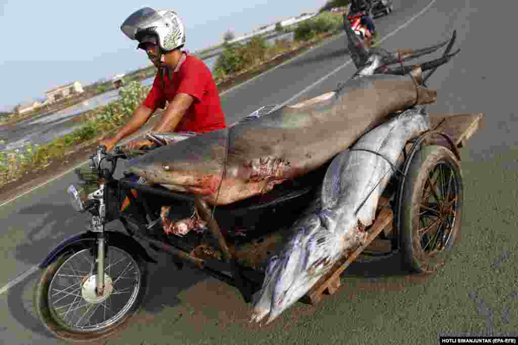 A fisherman transports a shark and other fish to the traditional fish market in Lampulo, Aceh, Indonesia. (epa-EFE/Hotli Simanjuntak)