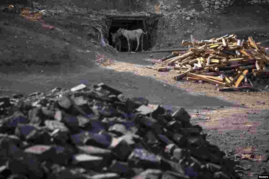 Donkeys stand at the entrance of a coal mine.