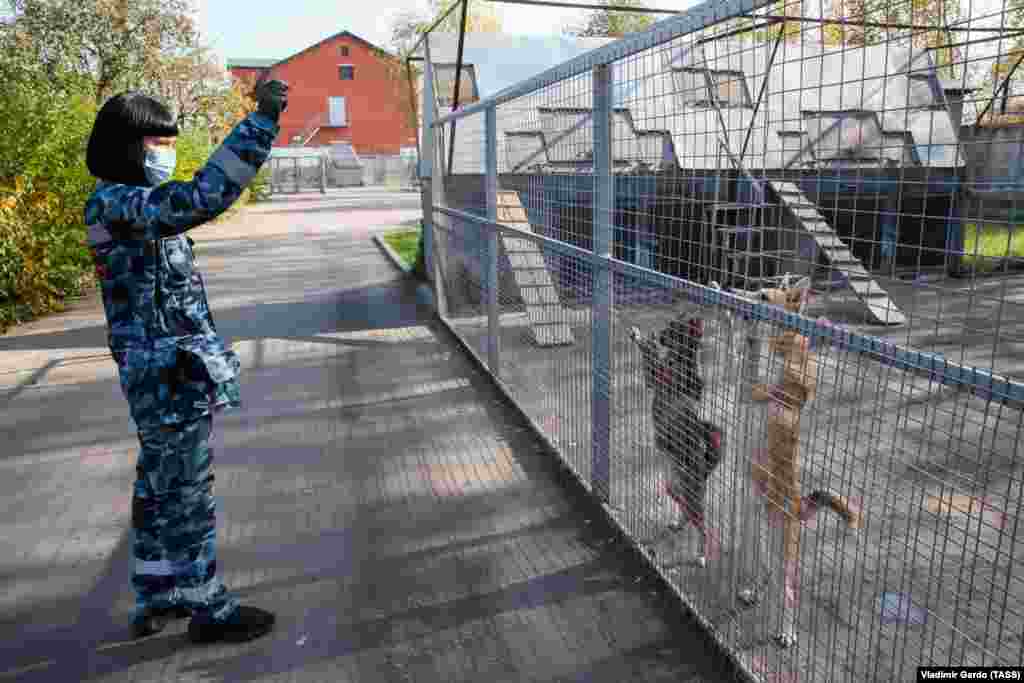 An employee trains dogs at the canine service of Aeroflot at Sheremetyevo International Airport that has started to train service dogs to detect COVID-19 in people. October 2, 2020.