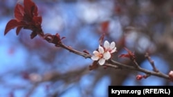Возвращение детей и цветущие яблони: Армянск после отмены ЧС (фотогалерея)
