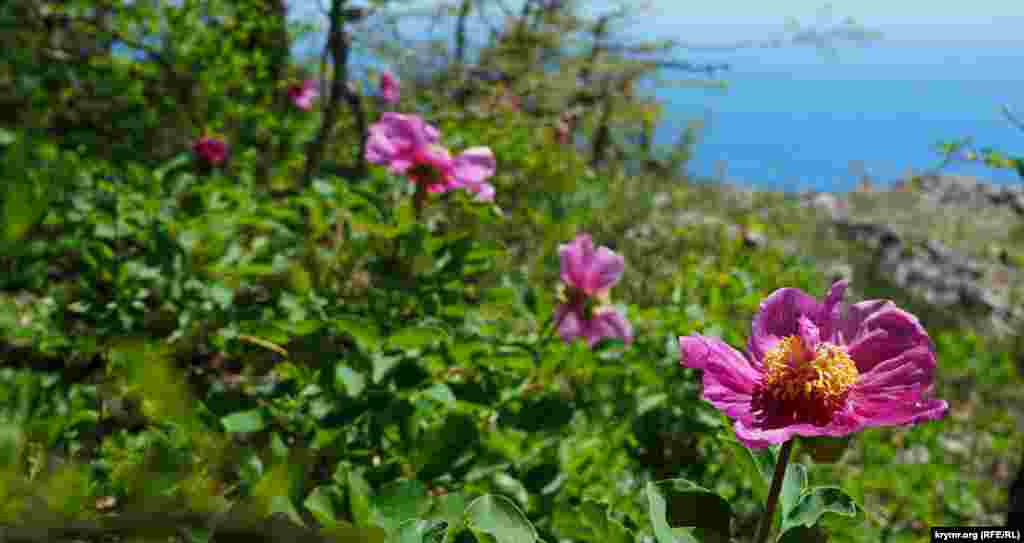 Начало мая &ndash; время цветения в горах Айя Пиона крымского (Paeonia daurica).